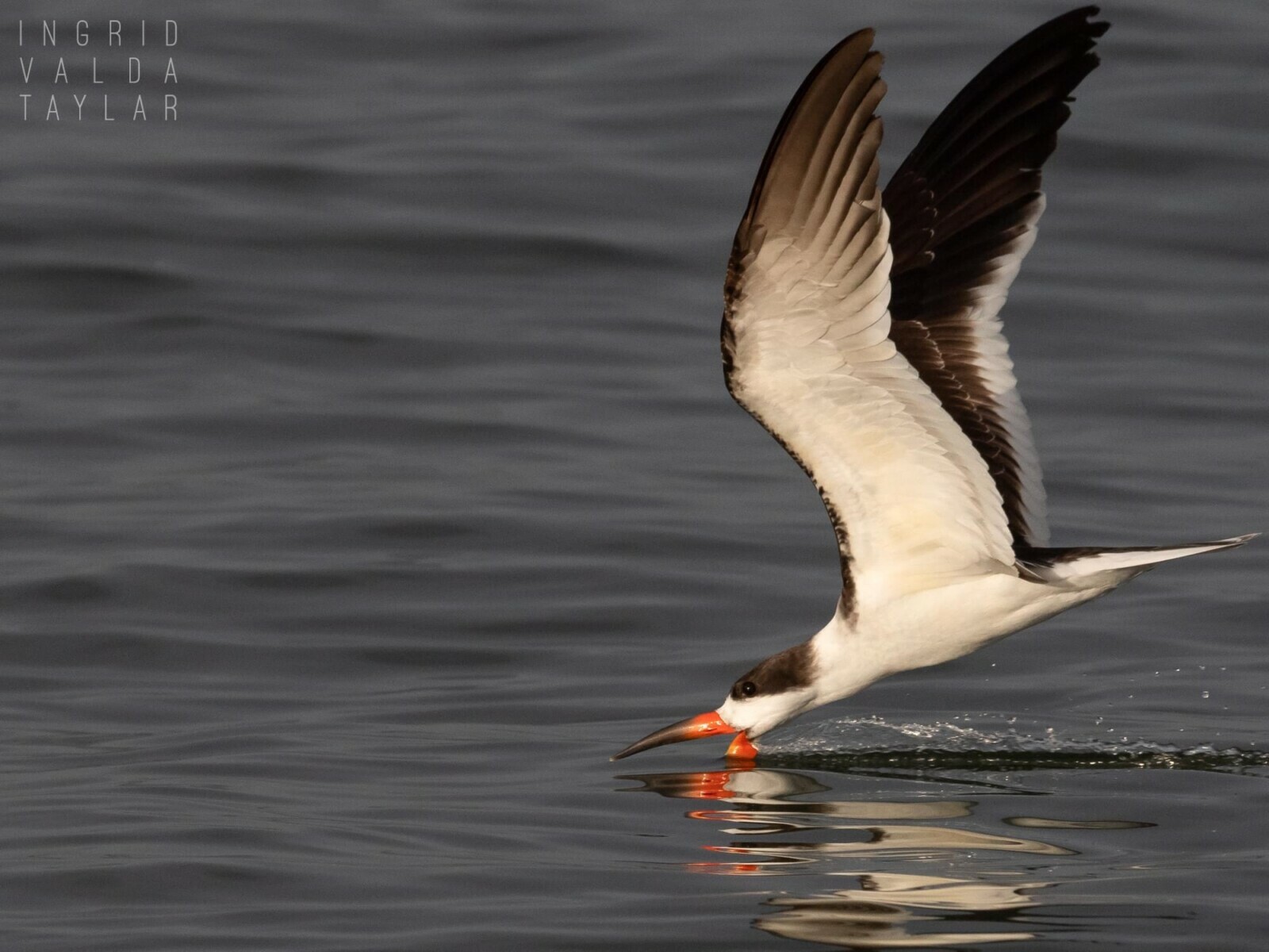 Black Skimmer Skimming on San Francisco Bay Black Skimmer Skimming on San Francisco Bay