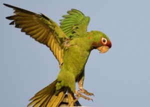 Mitred Parakeet Landing on Light Stand