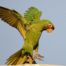 Mitred Parakeet Landing on Light Stand