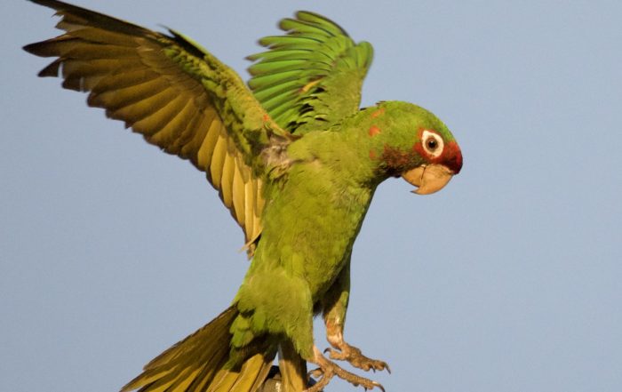 Mitred Parakeet Landing on Light Stand