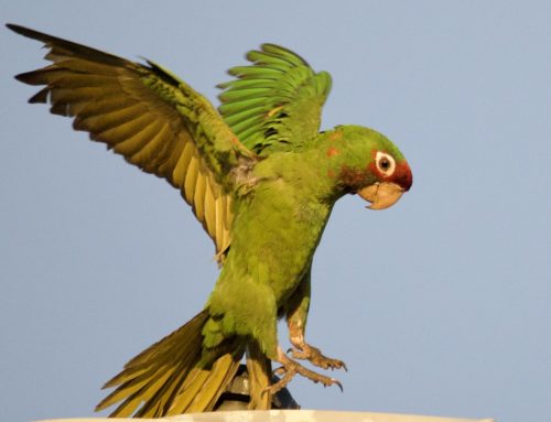 Wild Parrots in Long Beach