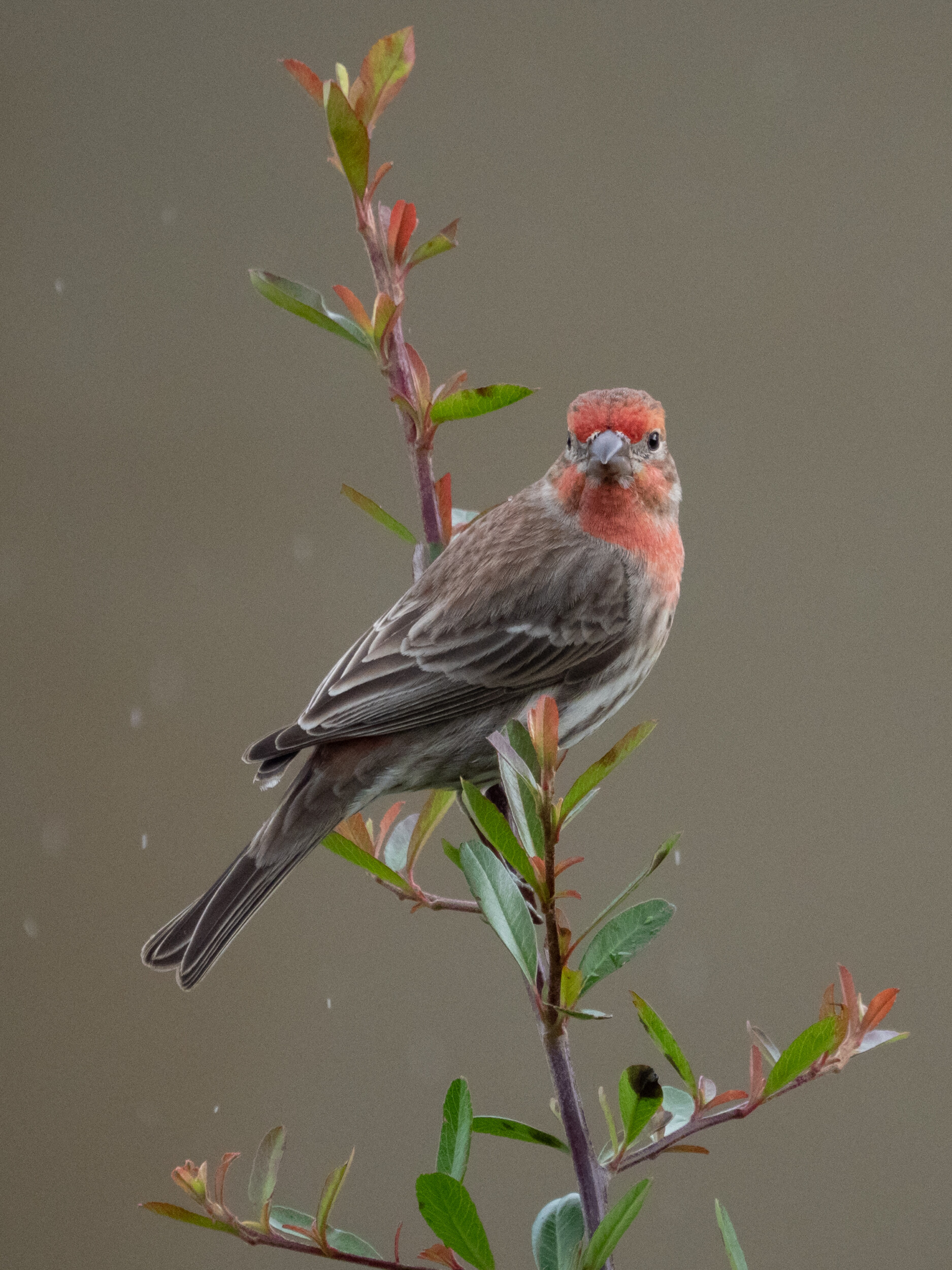 Male House Finch in Rain