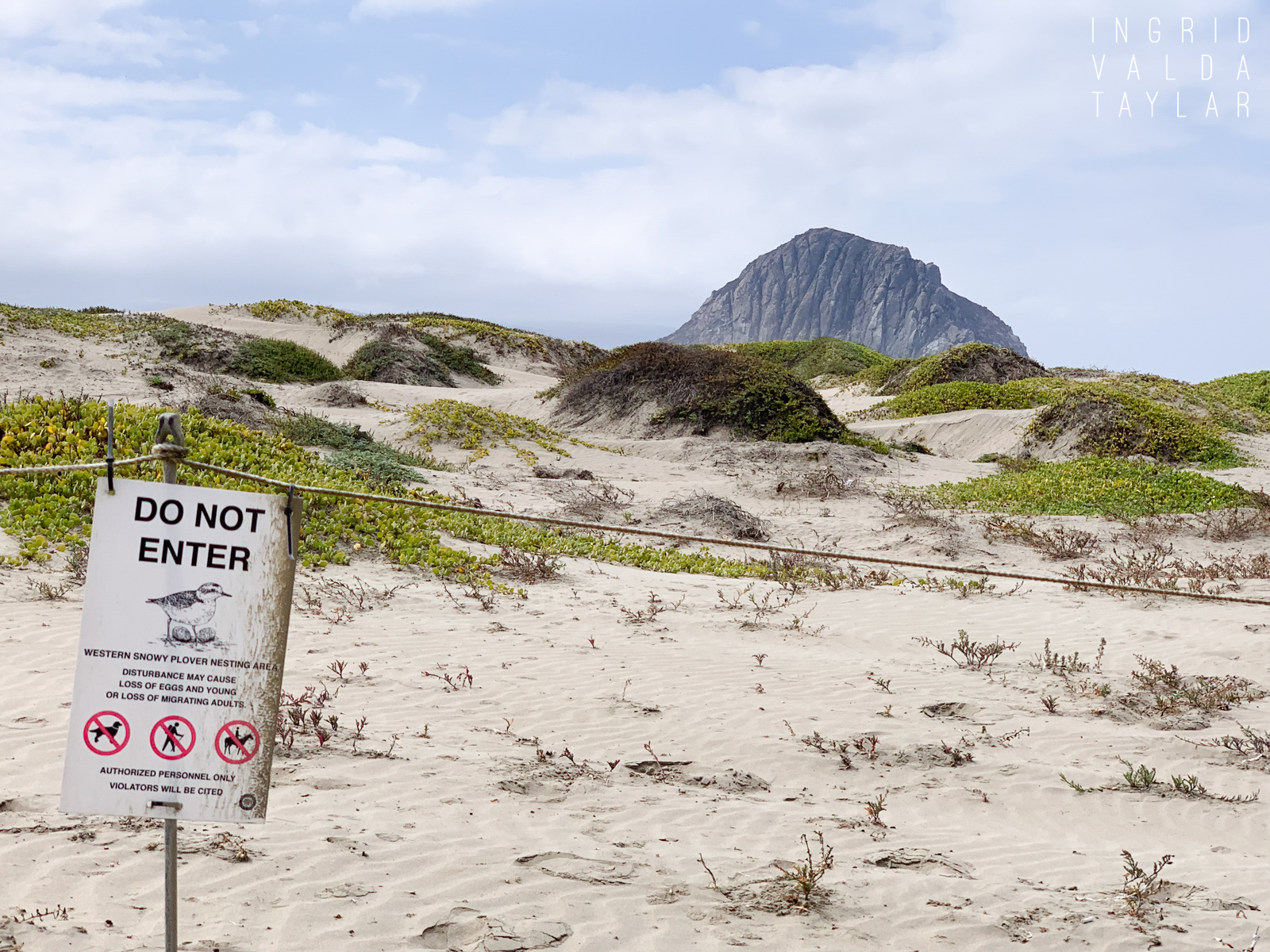 Morro Strand Plover Protection Signs