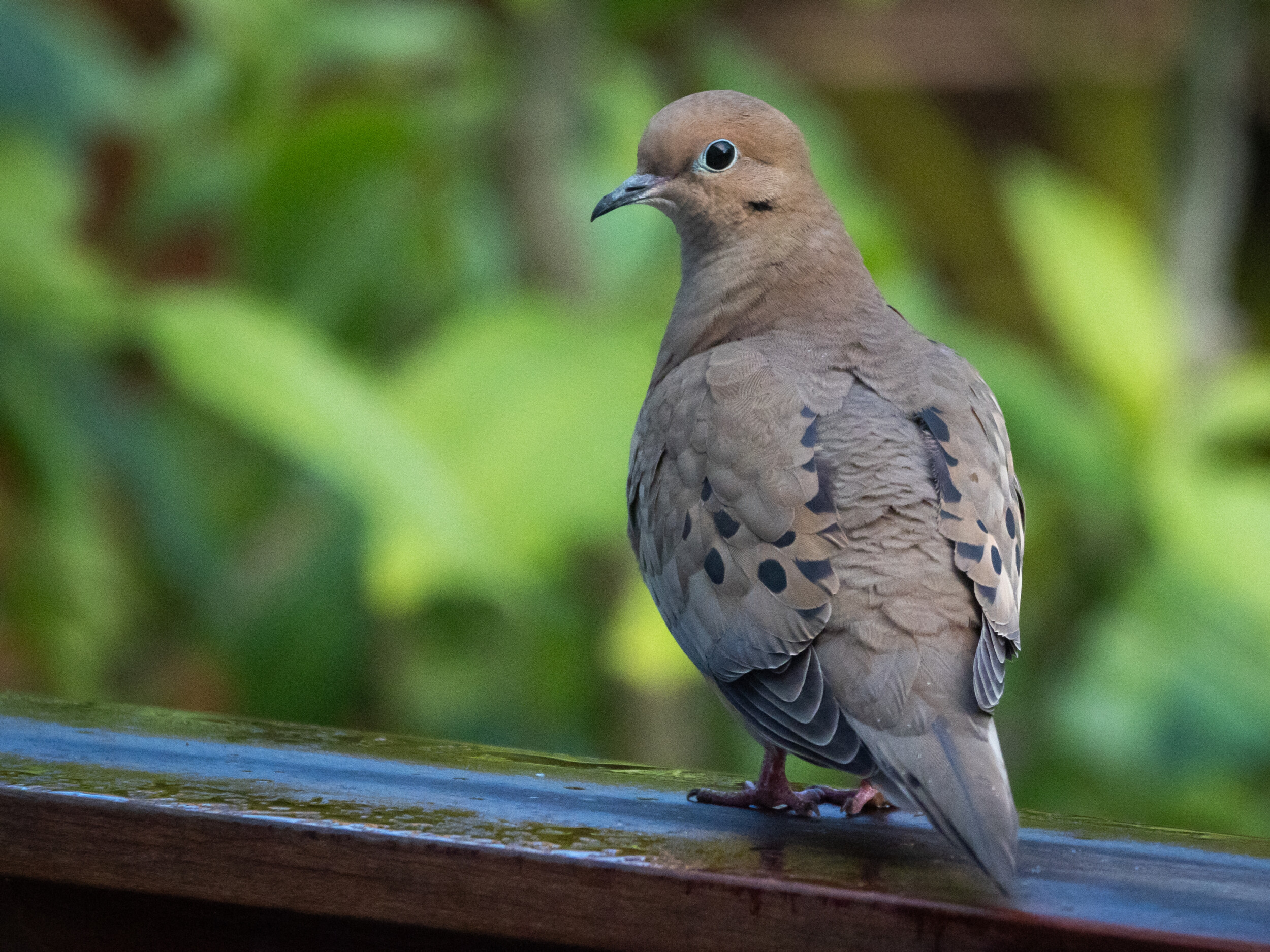 Mourning Dove on Bannister