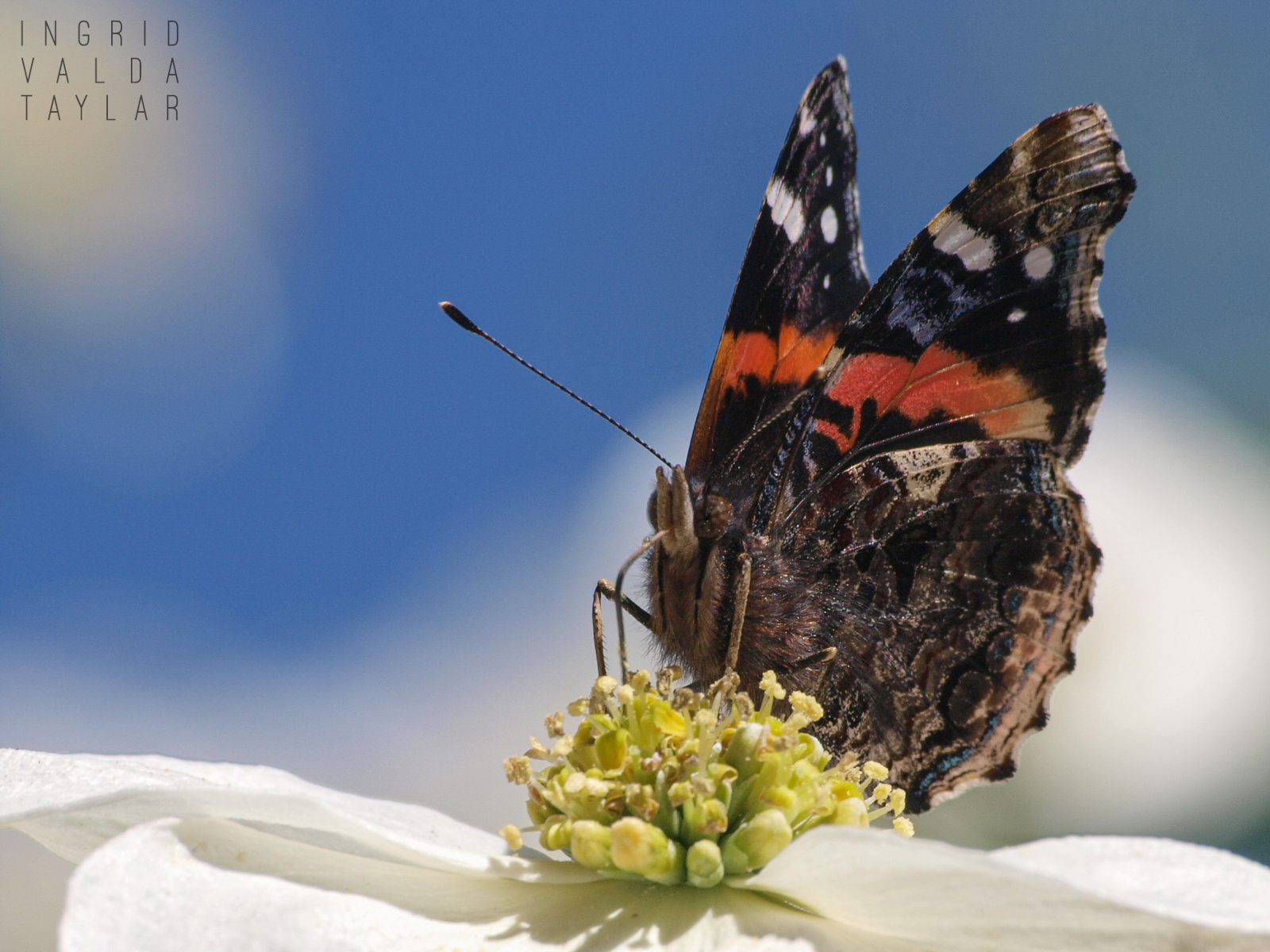 Red Admiral Butterfly on Flower