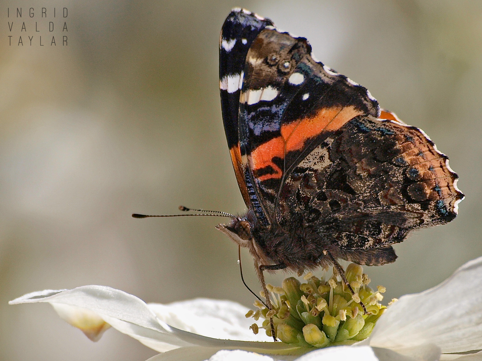 Red Admiral Butterfly on White Flower_