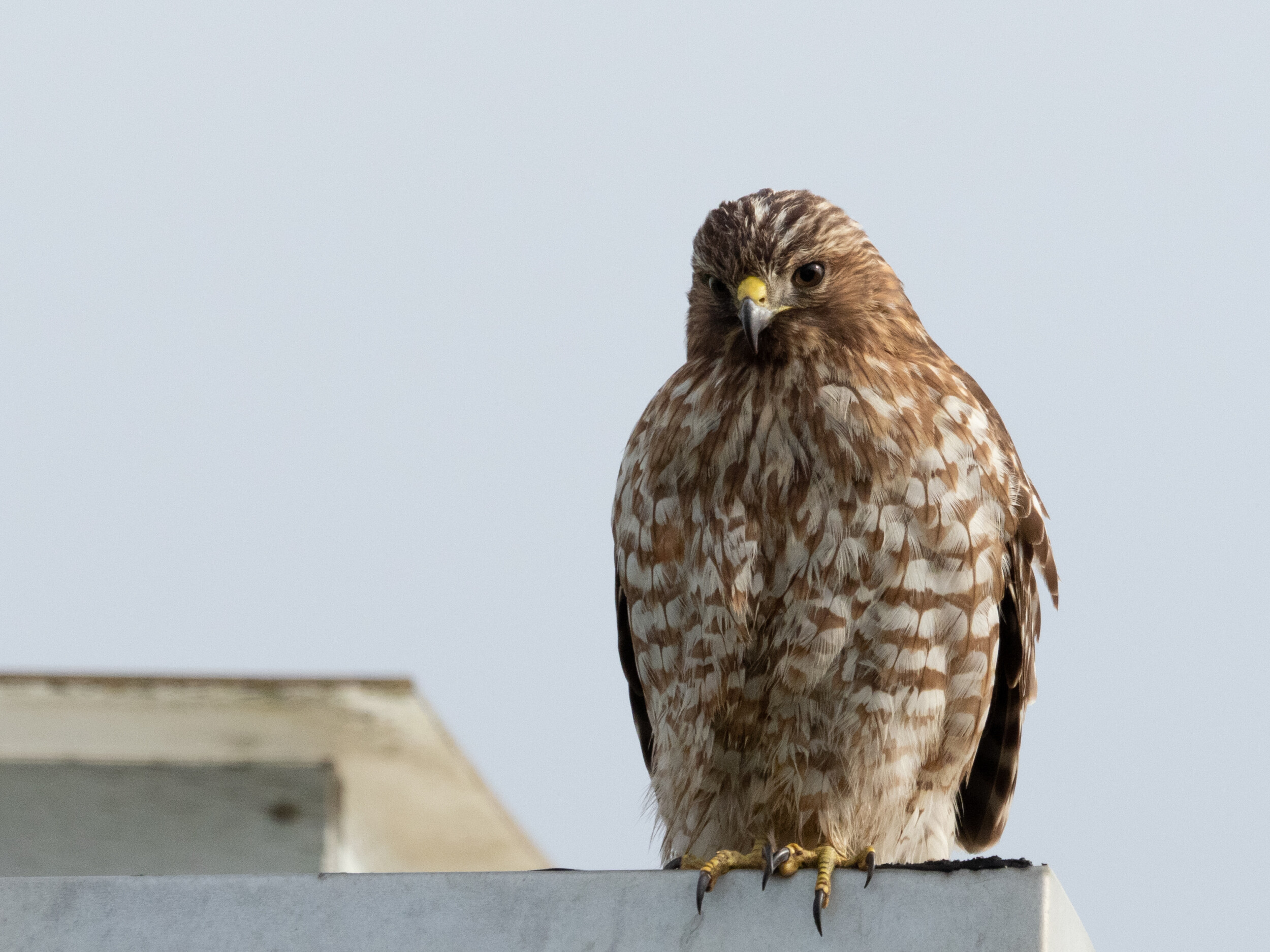 Red-Shouldered Hawk on San Francisco Roof