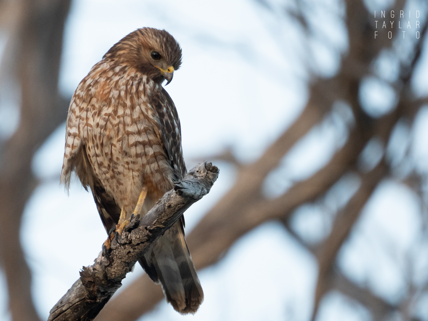 Red-shouldered Hawk on Bolsa Chica Loop Trail