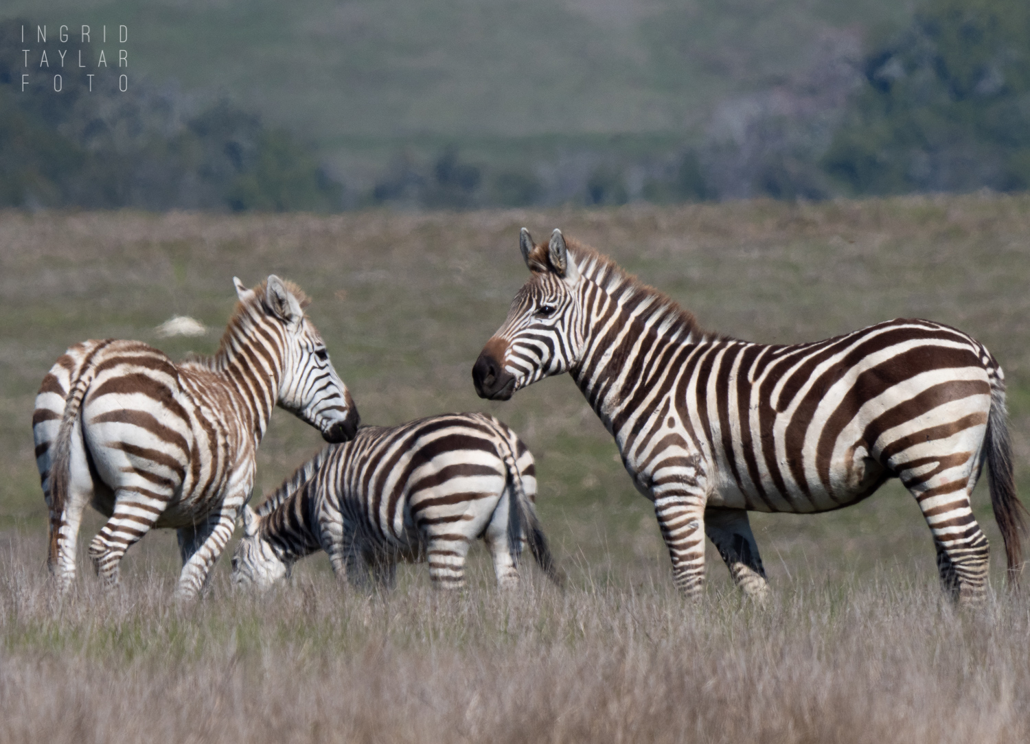 San Simeon Zebra Family