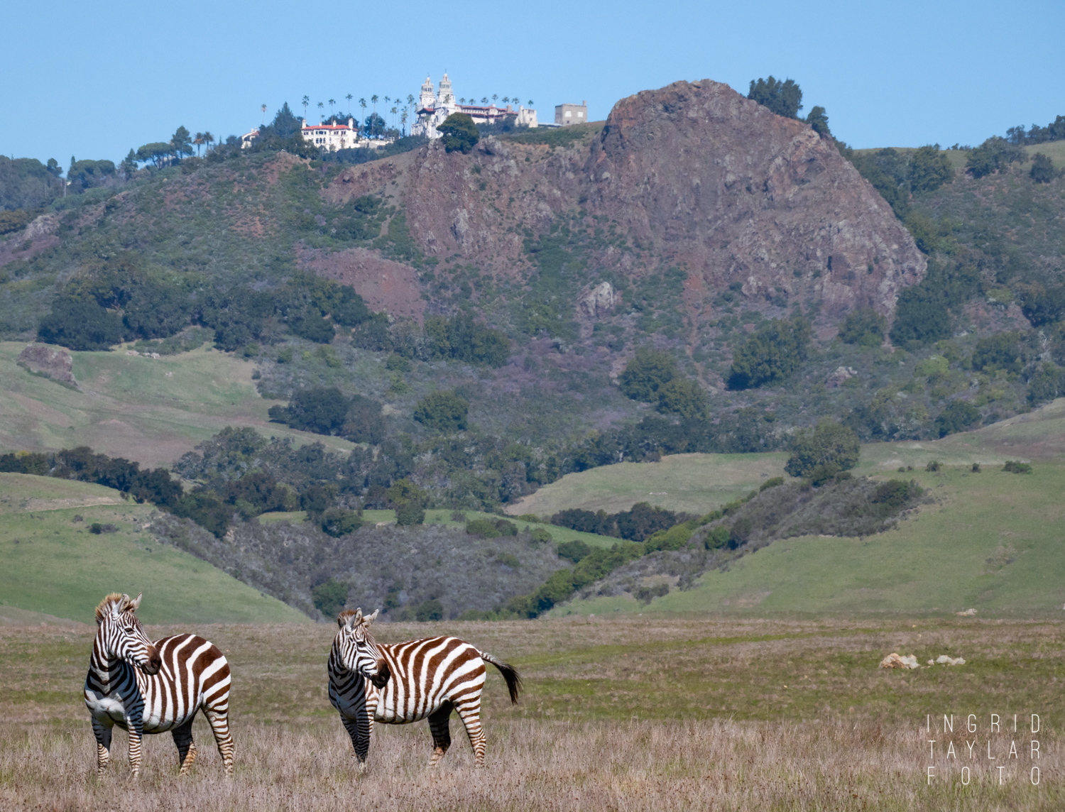San Simeon Zebras and Hearst Castle San Simeon Zebras and Hearst Castle