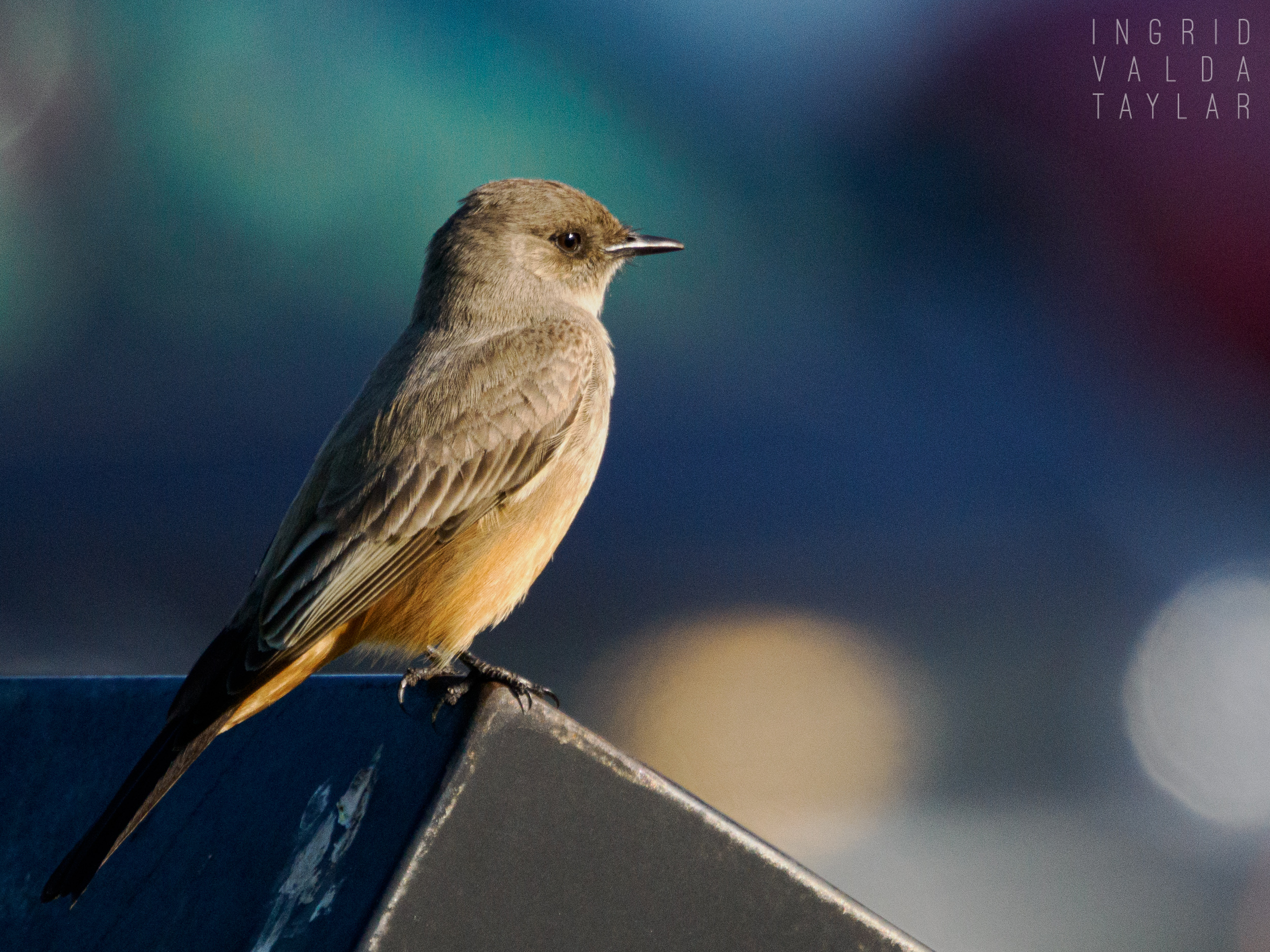 Say's Phoebe at Crissy Field