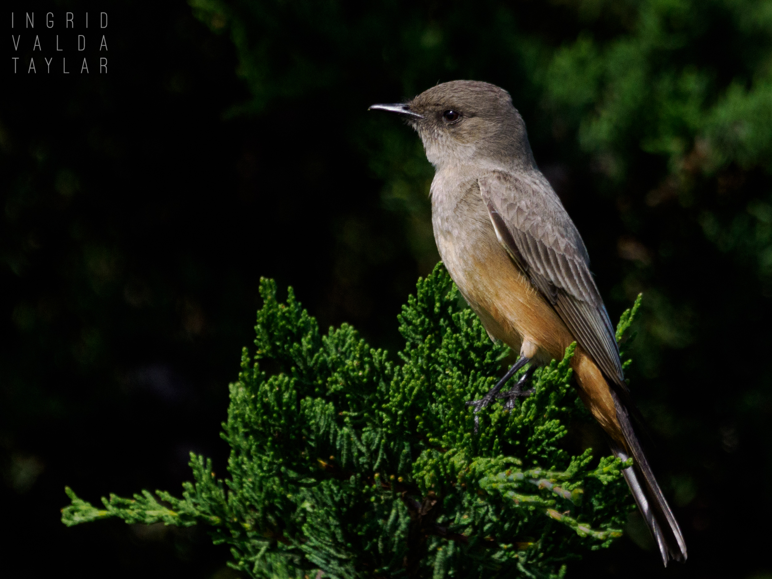 Say's Phoebe in Tree