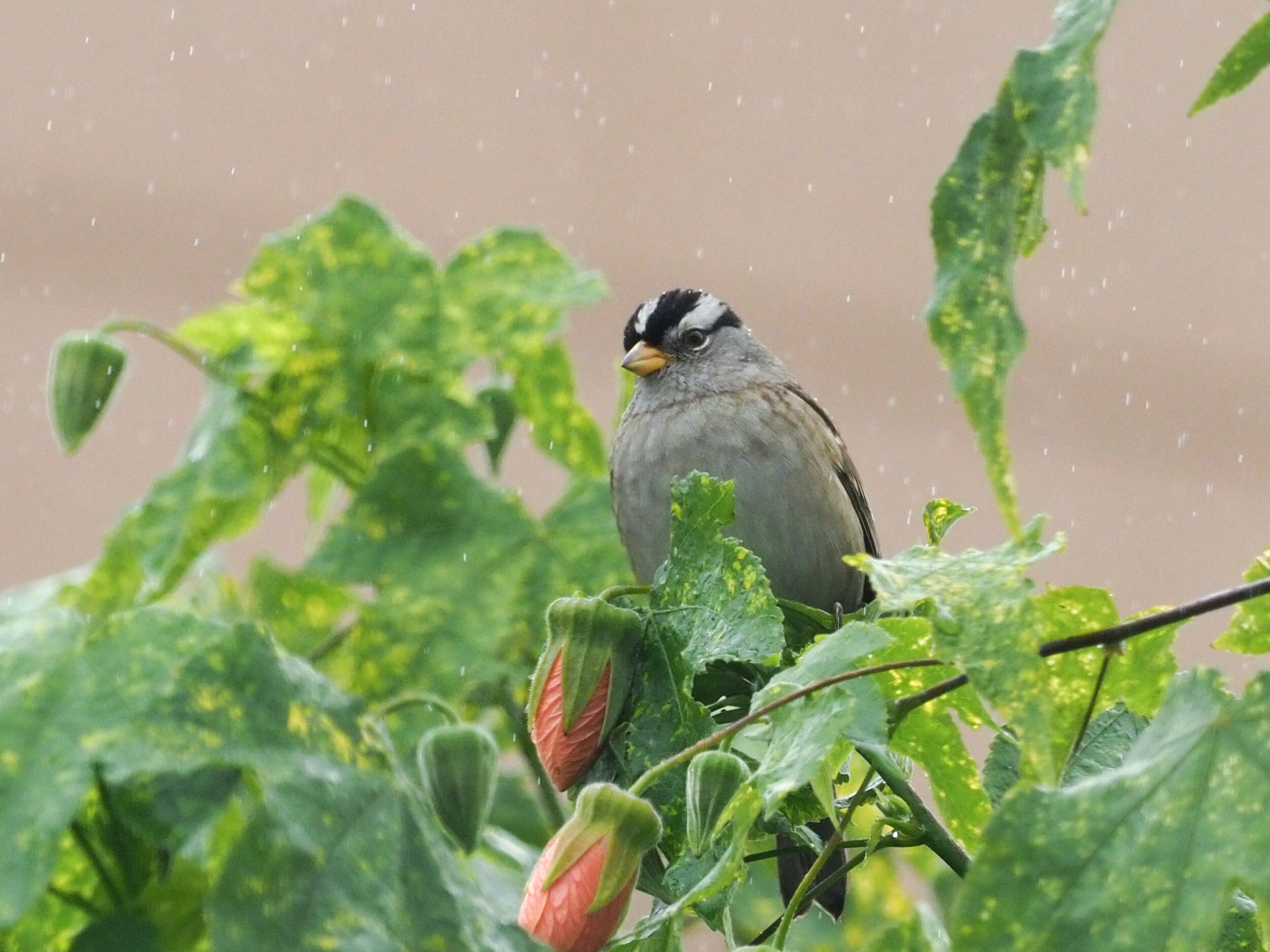 White-Crowned Sparrow in Rain