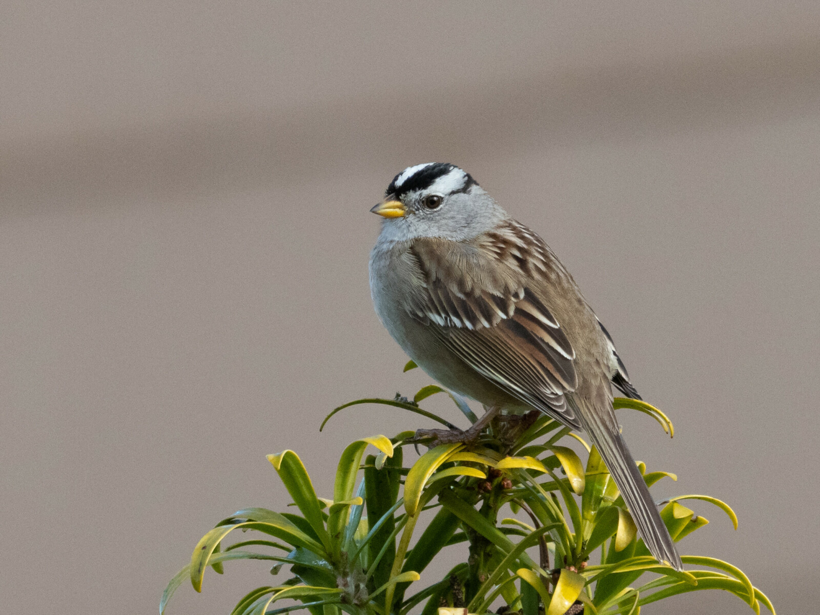 White-Crowned Sparrow on Shrub