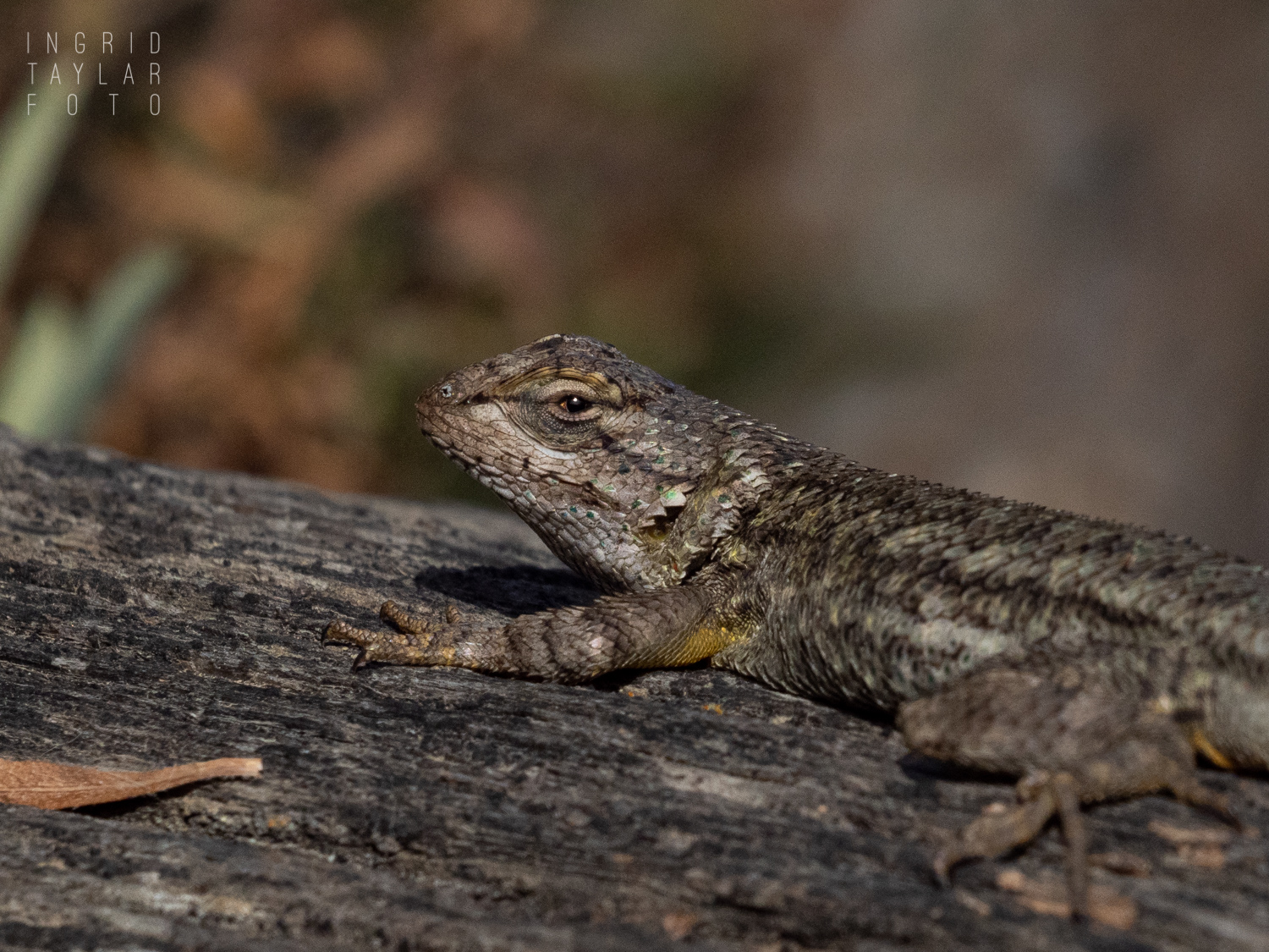 Western Fence Lizard at Bolsa Chica Ecological Reserve
