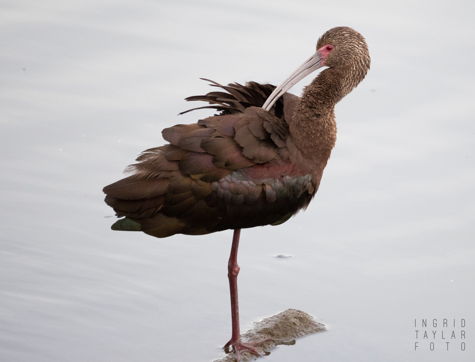 White-Faced Ibis Preening on Cloudy Day