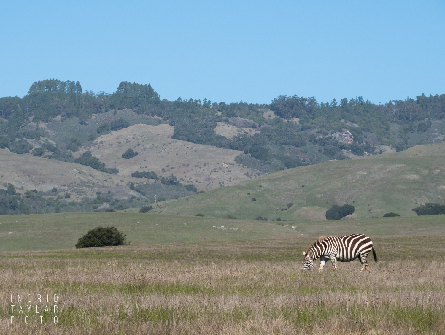 Wild Zebra in San Simeon