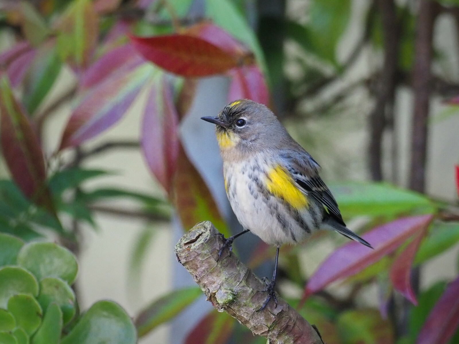 Yellow-Rumped Warbler in Plant