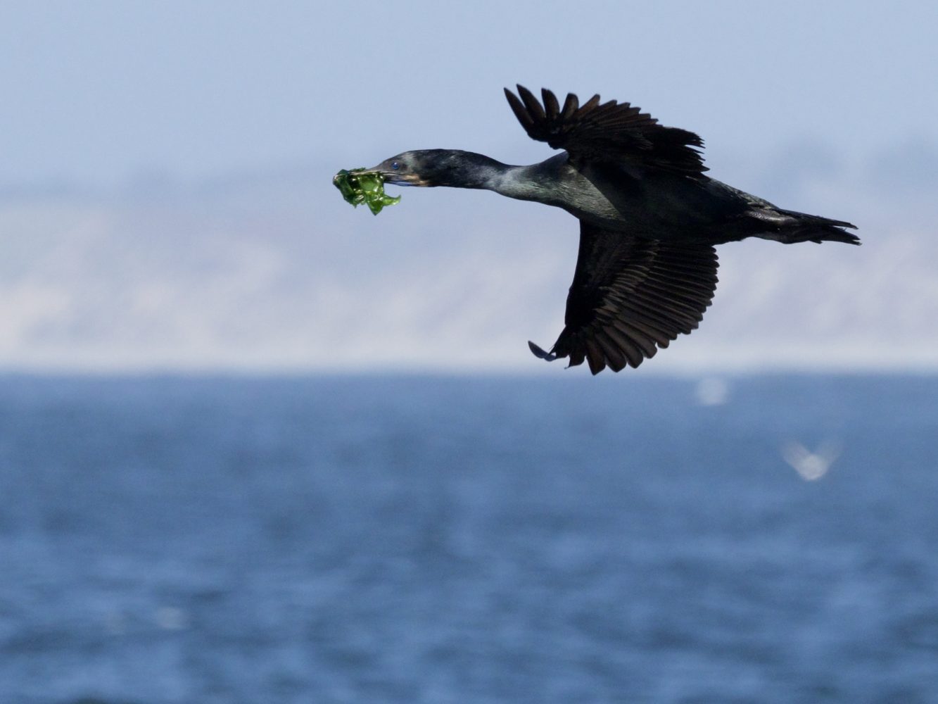 Brandt’s Cormorant in Flight Over Monterey Bay