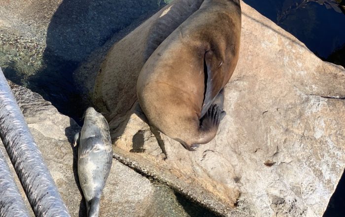 Harbor Seal Pup Hauled Out on Rock