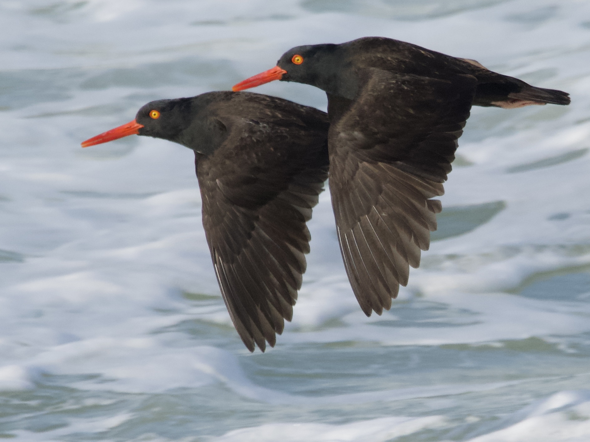 Black Oystercatcher Pair in Flight over Pacific Grove