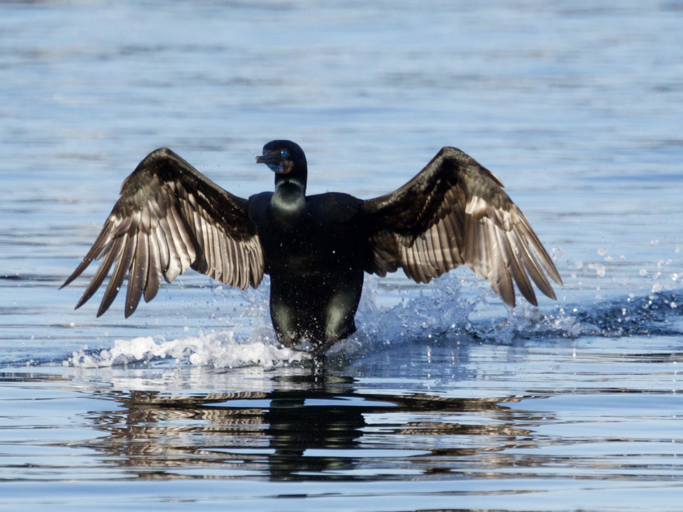 Brandt’s Cormorant Landing on Water