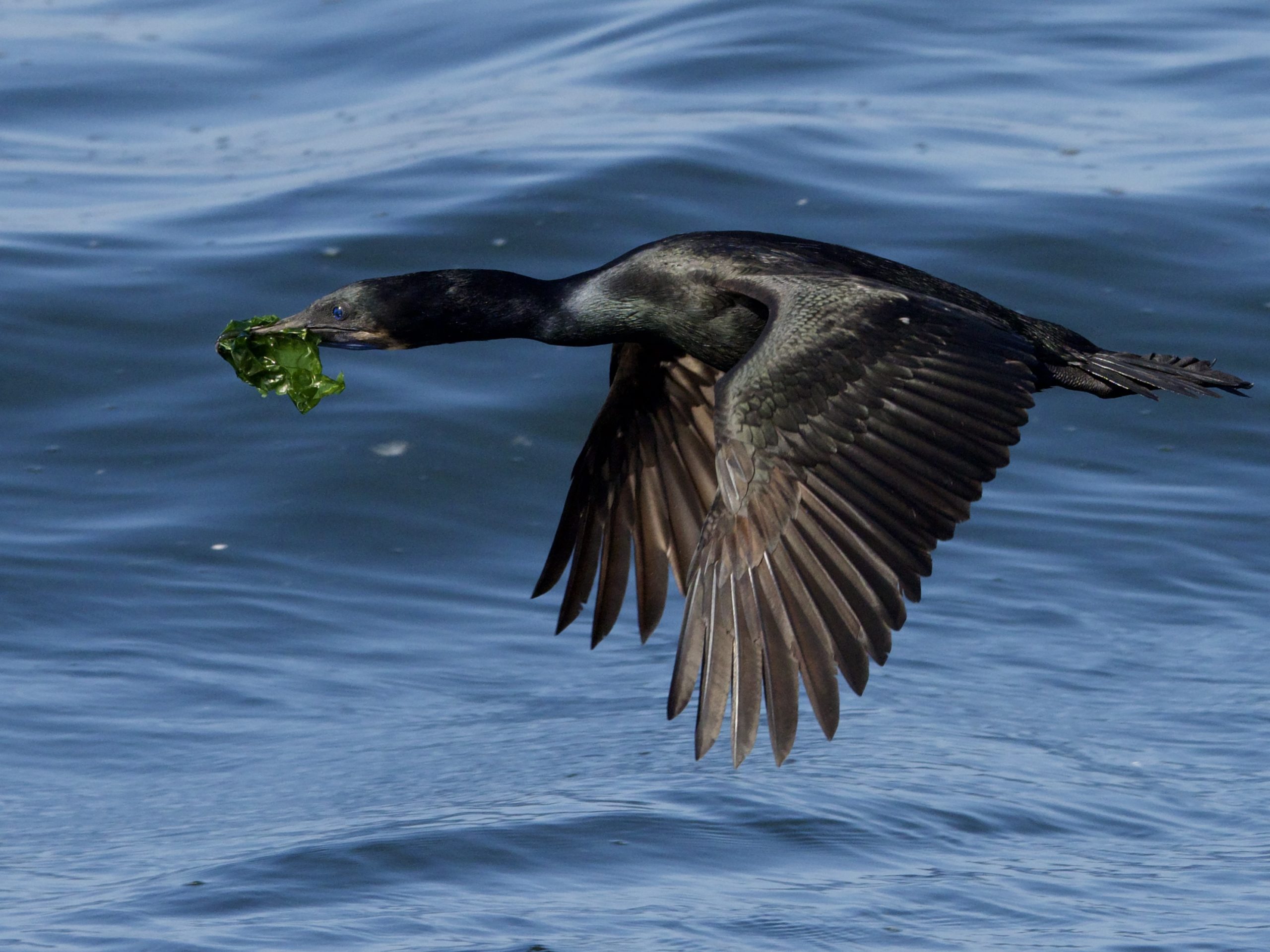 Brandt’s Cormorant Flying with Seaweed