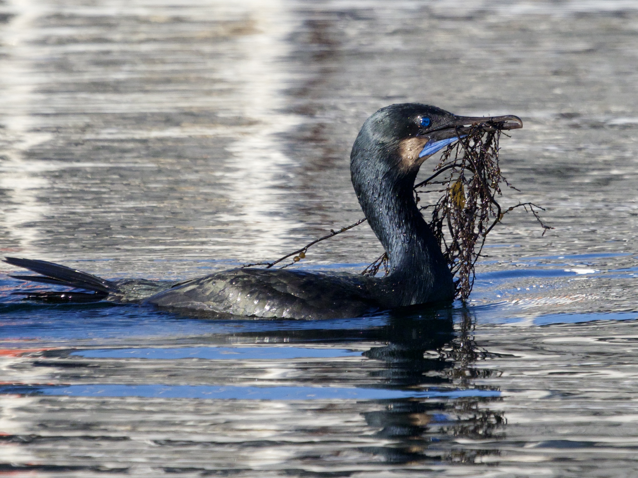Brandt’s Cormorant with Nesting Material in Monterey