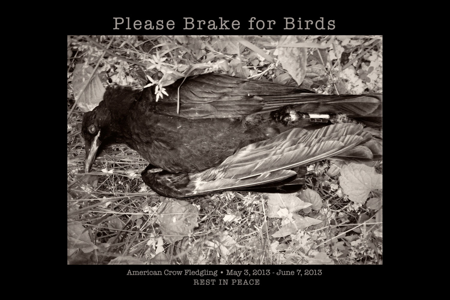 Please Brake for Birds 2 Please slow down to avoid roadkill