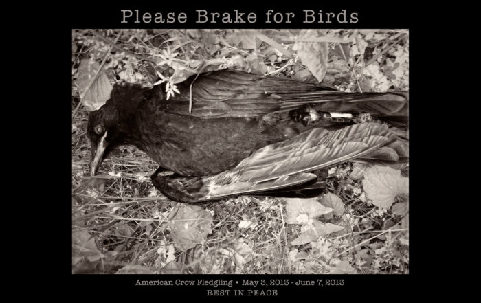 Please Brake for Birds 2