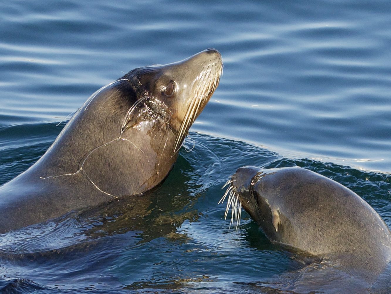 SEA LION WITH FISHING LINE INJURY ON FACE SEA LION WITH FISHING LINE INJURY ON FACE