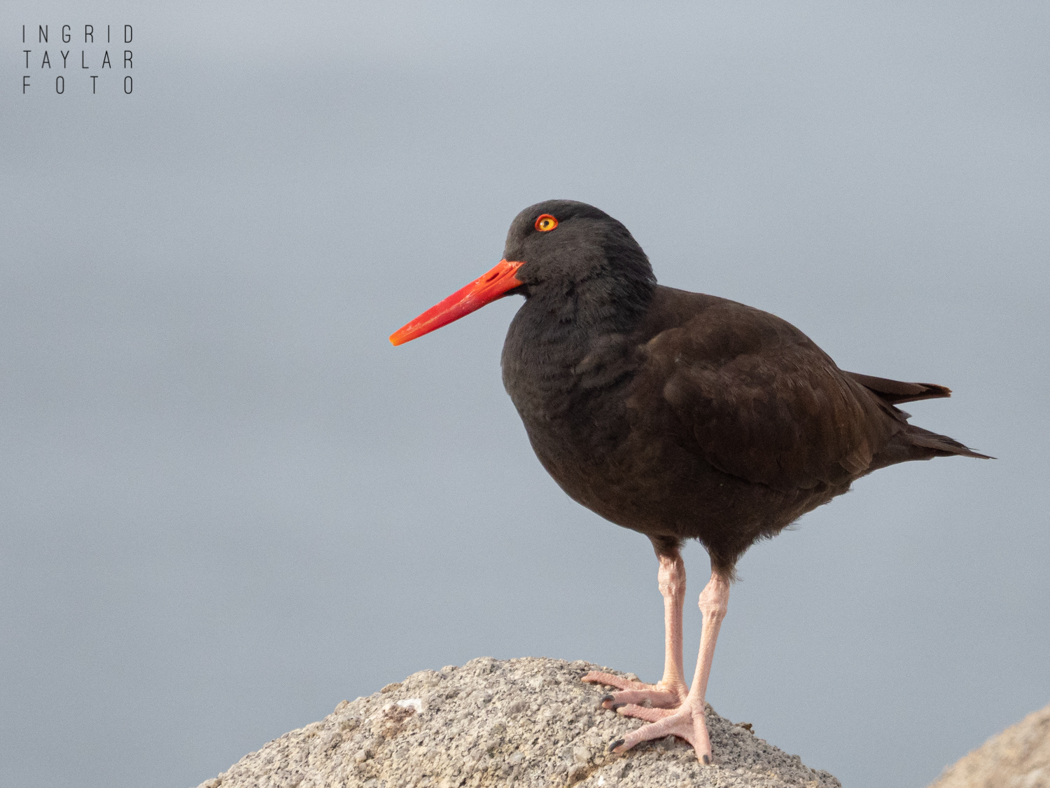 Black Oystercatcher Looking Up
