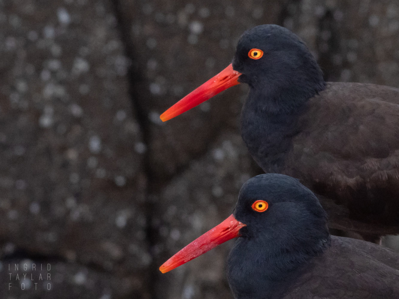 Black Oystercatcher Pair in Closeup 1600 Black Oystercatcher Pair in Closeup 1600
