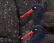Black Oystercatcher Pair in Closeup 1600