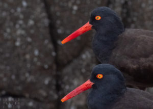 Black Oystercatcher Pair in Closeup 1600