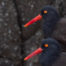 Black Oystercatcher Pair in Closeup 1600