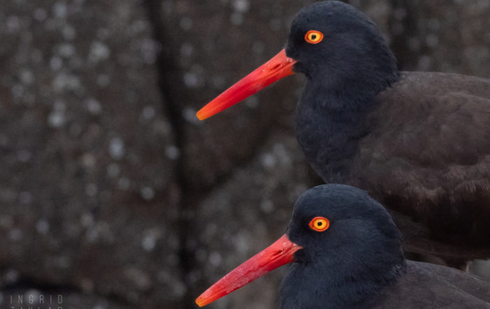 Black Oystercatcher Pair in Closeup 1600