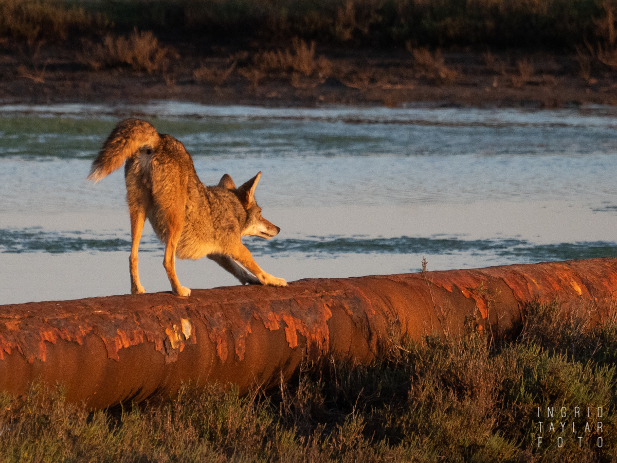 Coyote Stretching on Oil Pipeline
