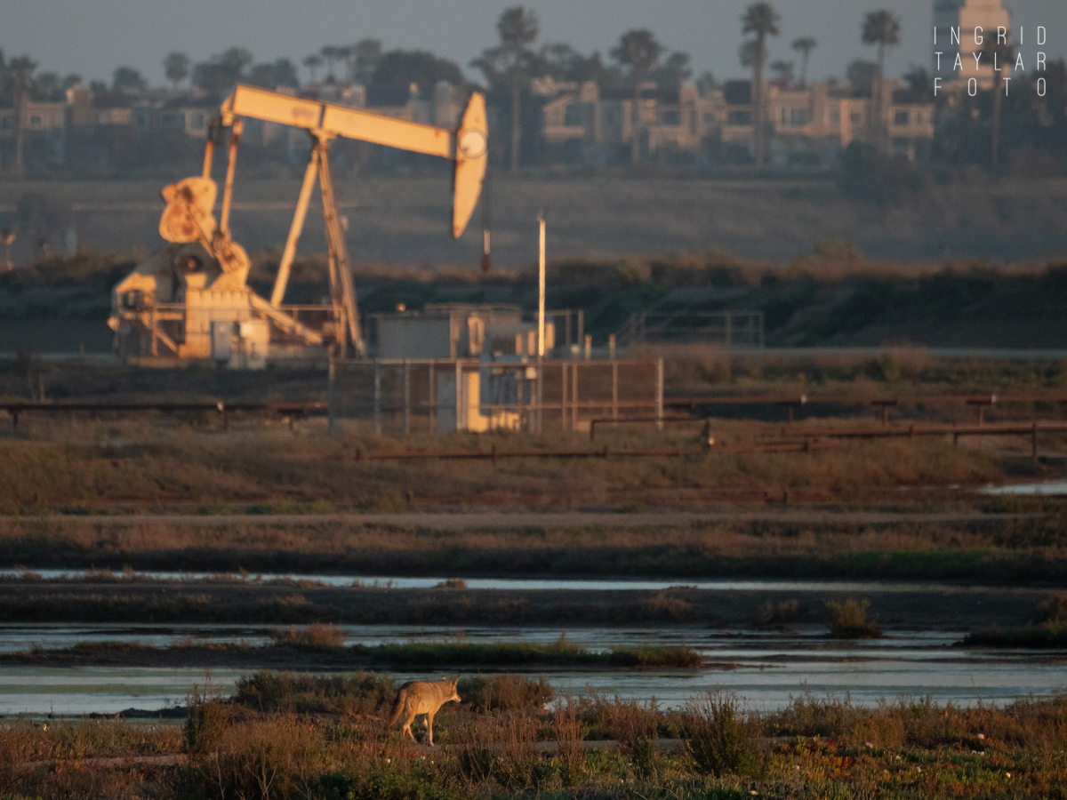Coyote near Pumpjacks and Oil Drilling at Bolsa Chica