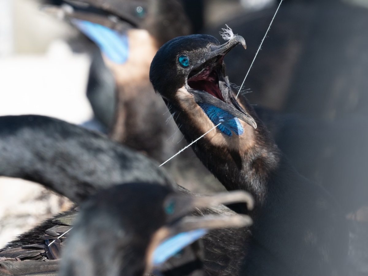 BRANDT'S CORMORANT WITH FISHING LINE TANGLED IN NEST - RELEASED