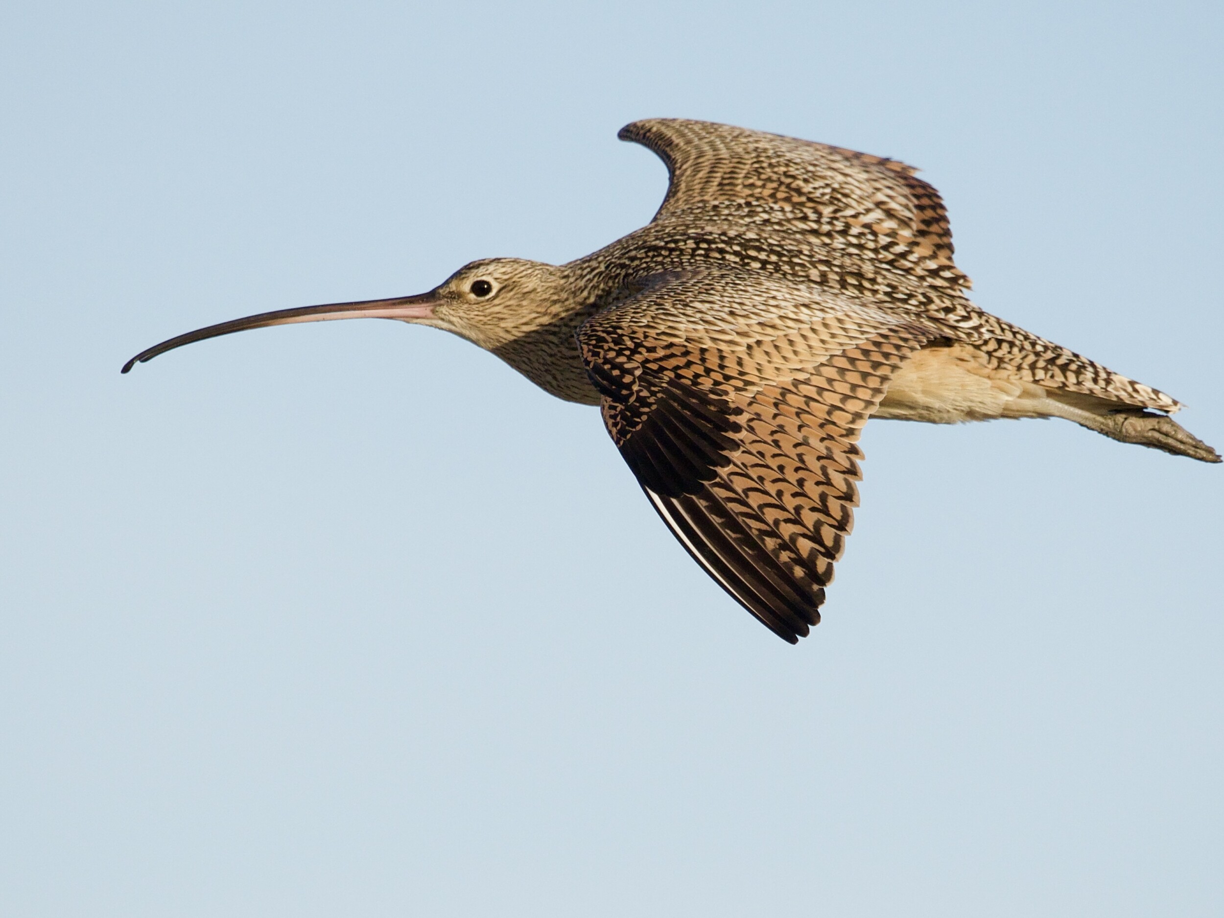 Long-billed Curlew in flight at Moss Landing