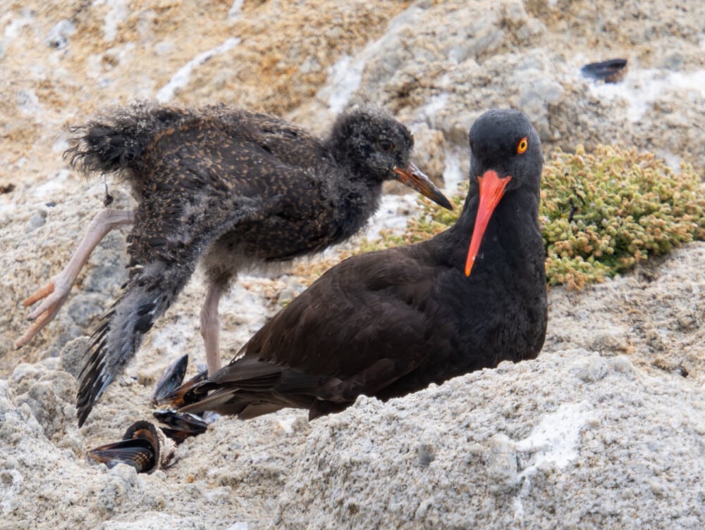 Black Oystercatcher and Chick in Pacific Grove
