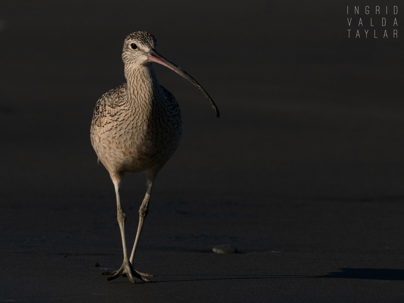Long-Billed Curlew in Magic Hour Light