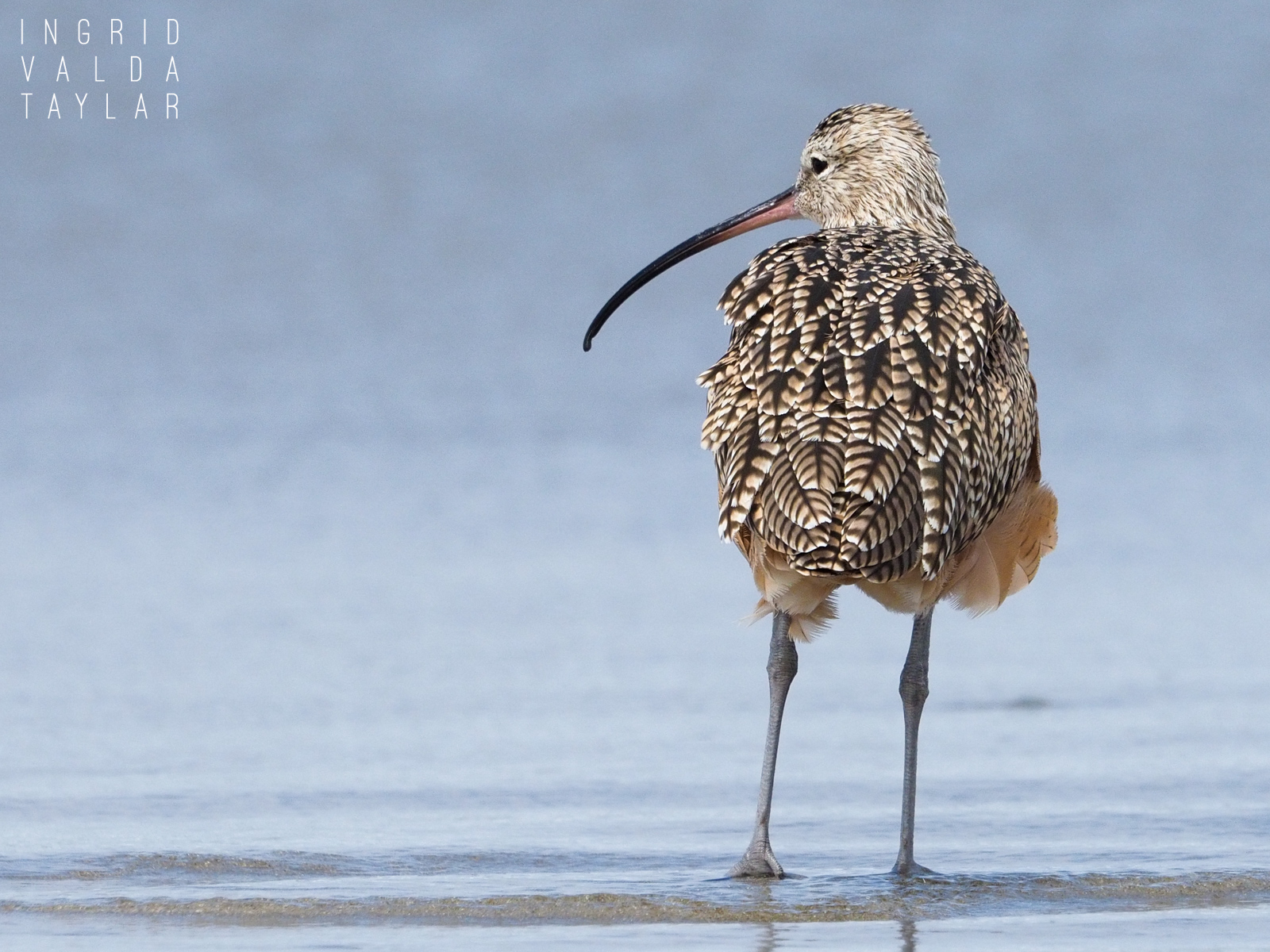 Long-Billed Curlew on Morro Strand-2