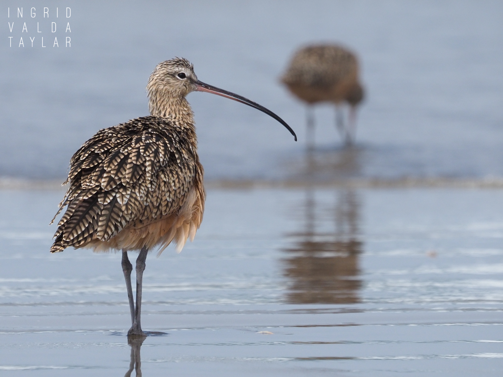 Long-billed Curlew on Morro Strand