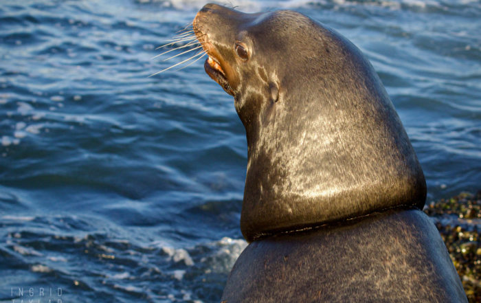 SEA LION WITH SCAR FROM REMOVED FISHING LINE