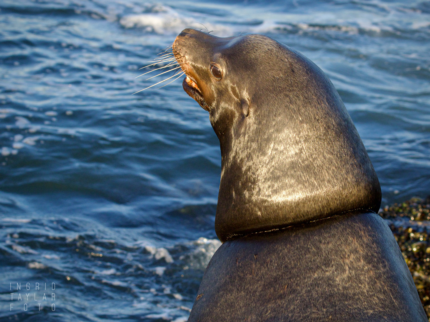 SEA LION WITH SCAR FROM REMOVED FISHING LINE