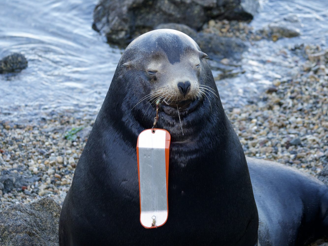 Sea Lion with Fishing Line Injury Sea Lion with Fishing Line Injury