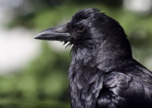 Adult Crow Profile