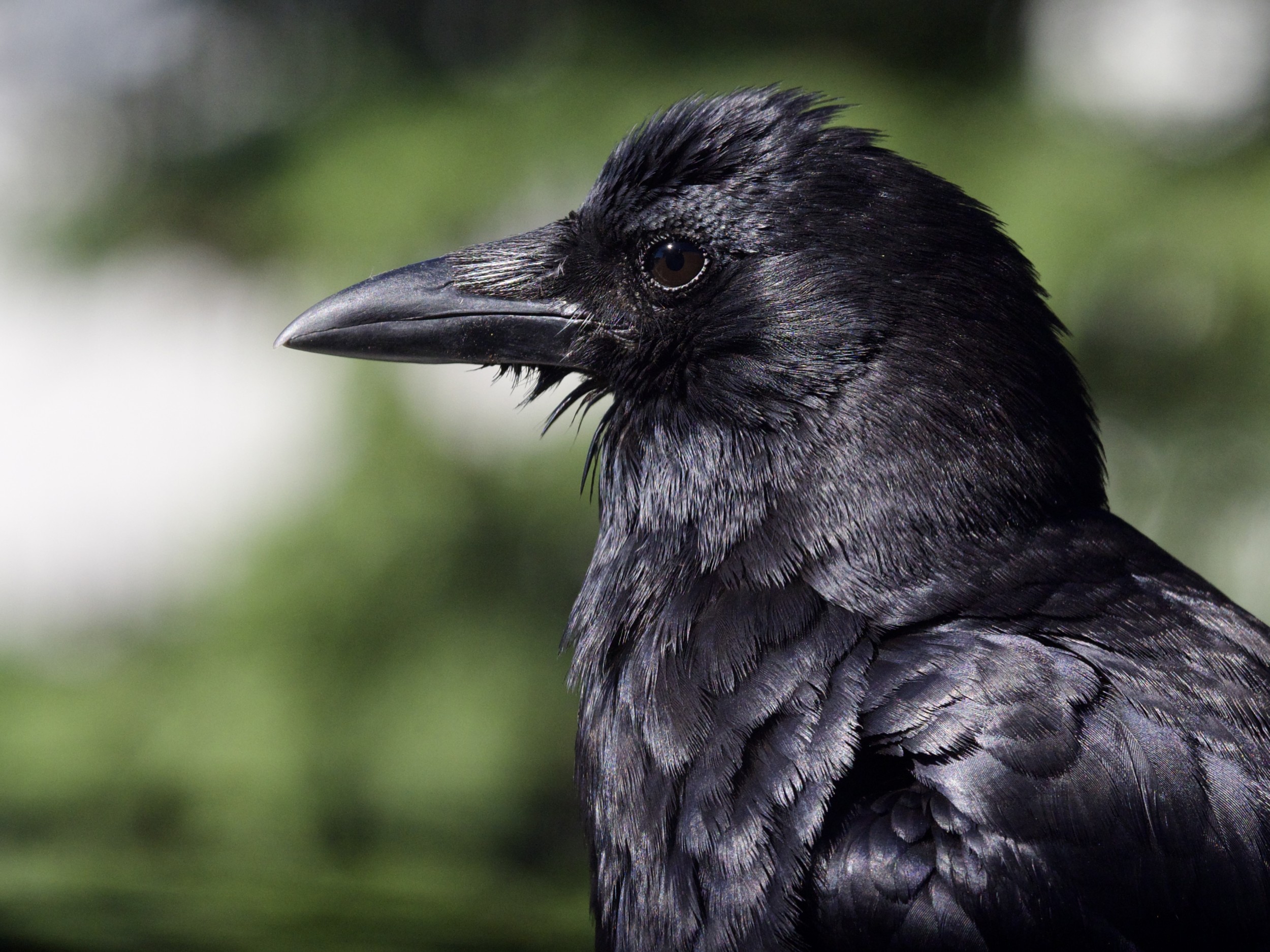 Adult Crow Profile